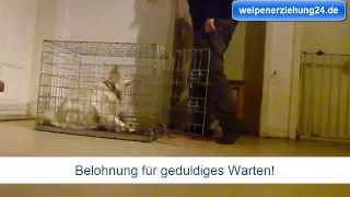 Welpenerziehung  Hundebox Teil 3 [upl. by Wilmette]