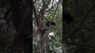 Spider Monkey in Mexico 🇲🇽🕷️🐒 [upl. by Nauqram225]