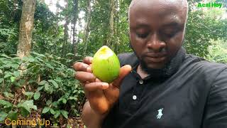 Eating Elephant Fruit For The First Time In This Natural Garden In Francophone Africa [upl. by Giacobo]