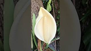 Monstera Deliciosa Blossoms gardennature fruit monstera vineflowers [upl. by Bordiuk654]