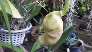 wowKuncup Bunga Anggrek Knop Coryanthes macrantha mirip Bunga Turi  Sesbania grandiflora [upl. by Thornton]