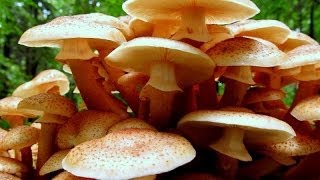 Grzyby Opieńka miodowa i opieńka ciemna  Armillaria mellea et Armillaria solidipes [upl. by Idnis]