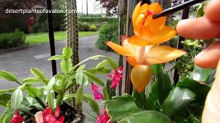 Pollinating Cactus Flowers for seed  Schlumbergera  Christmas Cactus  Thanksgiving Cactus [upl. by Hilliary]