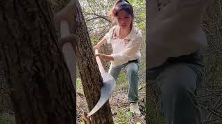 The process of cutting down trees with tungsten steel curved nose knife [upl. by Schnorr]