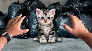 ENCONTREI UM GATINHO ABANDONADO NO MEIO DO LIXO [upl. by Akram]