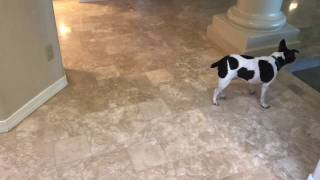 Travertine Crack Repair Tempe AZ with Tile Girl [upl. by Couq]