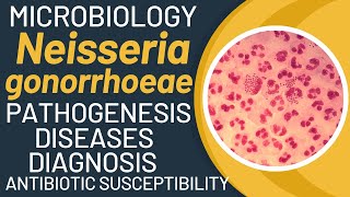 Neisseria gonorrhoeae pathogenesis  Gonorrhoea pathogenesis and microbiology [upl. by Ikiv]