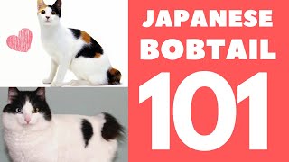 Japanese Bobtail Cat 101  Breed amp Personality [upl. by Adnor511]