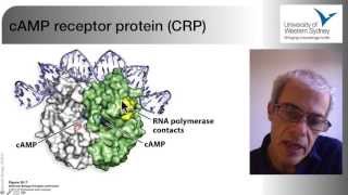 03 The Regulation of Gene Expression in Bacteria [upl. by Oralee164]