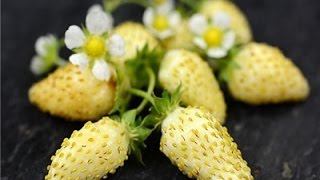 ⟹ White Soul Alpine Strawberry Fragaria vesca A NICE LITTLE WHITE STRAWBERRY [upl. by Christis]