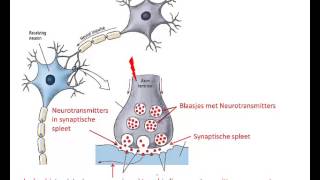 Microscopische bouw en werking van het brein [upl. by Rosalinda6]