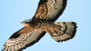 The Common Buzzard A Micro  Documentary [upl. by Rivkah]