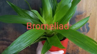 Bromeliads [upl. by Tnert]