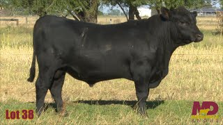 Lot 38 Merridale Teo CMD22T88 [upl. by Moore]