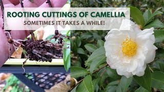 Rooting Camellia Cuttings  Results [upl. by Ahsiekram]