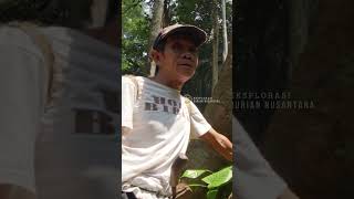 Part 6 KALBAR  Pohon durian besar peninggalan nenek moyang dari Suku Dayak [upl. by Sualocin924]