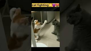 animals Cat fighting  angry cat fighting sound  shorts cat fighting sound youtube ytshorts [upl. by Ayekat]