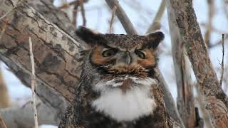 Hooting Great Horned Owl [upl. by Ziladnerb216]