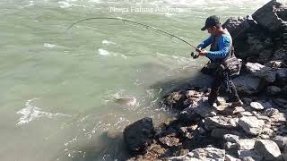 Fishing at Kamle River 55kg Chocolate Mahseer on Zerek fish trap 30gram [upl. by Hofmann13]