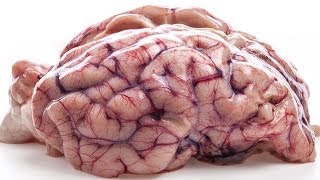 7 quotFactsquot About The Brain That Are Not True [upl. by Maynord]