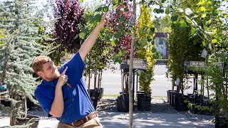 Tree Talk with Gary Jentink Quaking Aspens [upl. by Brunhilde]