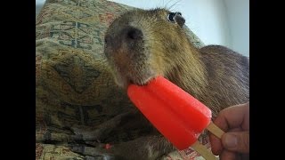 Capybara eating an Ice Pop [upl. by Lasala336]