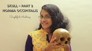 SKULL PART 2  NORMA OCCIPITALIS  ANATOMY  SIMPLIFIED ✔ [upl. by Ynnub]