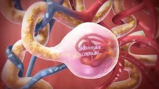 Reabsorption and Secretion animation [upl. by Assin]