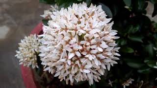 How to Care IXORA Flowering Plant  Tips Ixora Care [upl. by Lennon849]