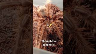 Theraphosa apophysis핑크풋 골리앗 피딩 [upl. by Marijane]