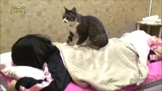 Japanese spa offers the option of a back massage from a cat [upl. by Aicemak]