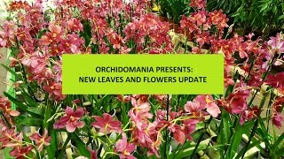 Orchidomania Presents New Leaves and Flowers Update [upl. by Rohclem]