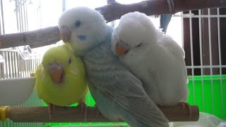 How to breed budgies step by step [upl. by Hanus]