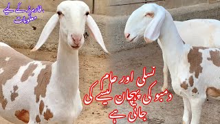 Nasli dumbo ki pehchan  parriot face dumbay turkey dumbay best sheep breed in pakistan [upl. by Akcirederf]