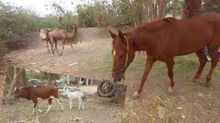 Tour of the farm of camels horses cows and donkeys [upl. by Sirac879]