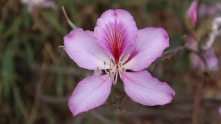 El árbol de las Orquídeas  Bauhinia variegata  Pezuña de vaca  Pata de Vaca  Árbol orquídea [upl. by Dickinson]