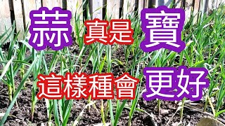 為什麼說蒜真是“寶quot 怎樣才種出品种更好的蒜頭呢 Why say garlic is really quottreasurequot？ How to grow better type of garlic？ [upl. by Luing]