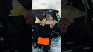 THIS FISH WAS HUNGRY redlake minnesota icefishing walleye walleyefishing [upl. by Biles258]