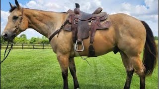 LTL Honey Gallo 2017 AQHA Gelding 477 Pitzer Ranch Fall Sale [upl. by Candra]