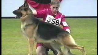 How to Evaluate the German Shepherd Dog in the Show Ring  Part 1 of 2 [upl. by Gregory]