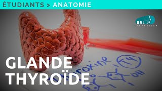 Formation Chirurgie ORL  Anatomie de la glande thyroïde [upl. by Akinimod]