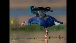 Beautiful Swamphen Bird birds birdslover [upl. by Eleik]