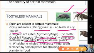 Dentition in Mammals [upl. by Yehsa]