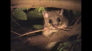 Edible dormouse Wendover Woods [upl. by Beaufort]