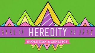 Heredity Crash Course Biology 9 [upl. by Denny262]