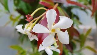 Trachelospermum Jasminoides With Dave [upl. by Suoirtemed670]