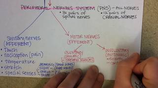 Nervous System Overview [upl. by Philomena750]