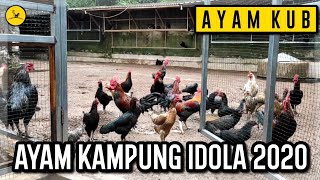 Ayam KUB Masih Tetap Ayam Kampung Idola 2020 [upl. by Koralle647]