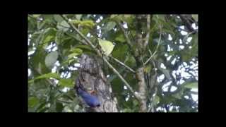 Velvetfronted Nuthatch [upl. by Tebor]