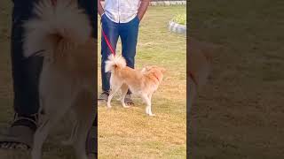 every Sunday morning dog show at necklace road [upl. by Cherice288]